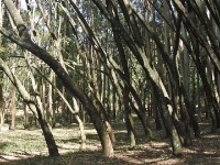 Wondo Genet College of Forestry and Natural Resources