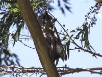 Verreaux's Eagle-Owl (Bubo lacteus)