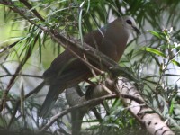 Lemon Dove (Columba larvata)