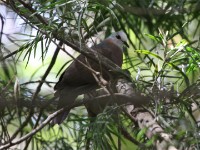 Lemon Dove (Columba larvata)