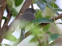 Abyssinian Slaty Flycatcher (Melaenornis chocolatinus)