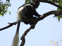 Mantled Guereza (Colobus guereza)
