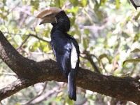Silvery-cheeked Hornbill (Bycanistes brevis)