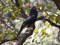 Silvery-cheeked Hornbill (Bycanistes brevis)