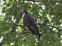 African Olive Pigeon (Columba arquatrix)