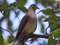 Blue-spotted Wood Dove (Turtur afer)