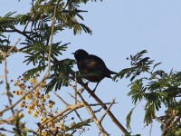 Shelley's Starling (Lamprotornis shelleyi)
