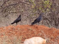 Somali Crow (Corvus edithae)
