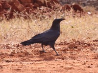 Somali Crow (Corvus edithae)