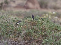 Magpie Starling (Speculipastor bicolor)