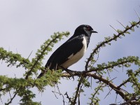 Magpie Starling (Speculipastor bicolor)