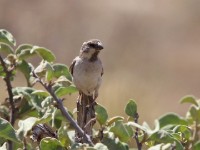 Shelley's Sparrow (Passer shelleyi)