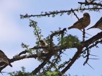 Shelley's Sparrow (Passer shelleyi) Grey-capped Social Weaver (Pseudonigrita arnaudi) Weaver sp. Northern Masked ?