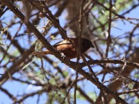 Chestnut Sparrow (Passer eminibey)