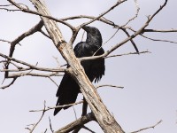 Fan-tailed Raven (Corvus rhipidurus)