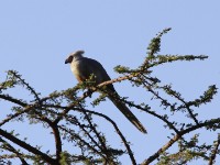 Bare-faced Go-away-bird (Corythaixoides personatus)