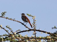 White-browed Scrub Robin (Cercotrichas leucophrys leucoptera) Red-backed