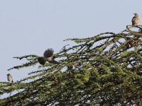 Flycatcher sp. Dodson's Bulbul (Pycnonotus dodsoni) Common Rock Thrush (Monticola saxatilis)