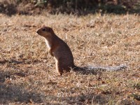 Unstriped Ground Squirrel (Xerus rutilus)