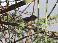 Swainson's Sparrow (Passer swainsonii)