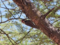 Bearded Woodpecker (Dendropicos namaquus)