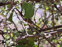 Yellow-breasted Apalis (Apalis flavida)