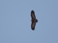 Hooded Vulture (Necrosyrtes monachus)