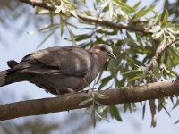 Red-eyed Dove (Streptopelia semitorquata)