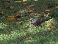 Dusky Turtle Dove (Streptopelia lugens)