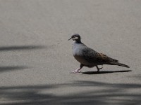 Dusky Turtle Dove (Streptopelia lugens)