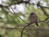 Swainson's Sparrow (Passer swainsonii)