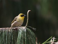 Baglafecht Weaver (Ploceus baglafecht)