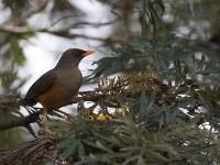 Abyssinian Thrush (Turdus abyssinicus)