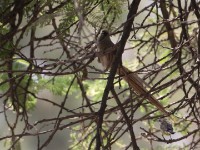 Speckled Mousebird (Colius striatus)