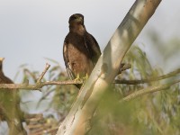 Black Kite (Milvus migrans)