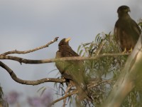 Yellow-billed Kite (Milvus aegyptius)