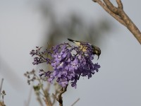 Variable Sunbird (Cinnyris venustus)