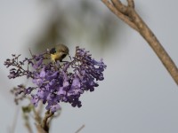 Variable Sunbird (Cinnyris venustus)