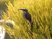 Tacazze Sunbird (Nectarinia tacazze) non breeding male