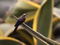 Tacazze Sunbird (Nectarinia tacazze) non breeding male