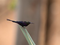 Tacazze Sunbird (Nectarinia tacazze) breeding male