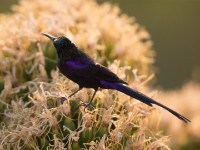 Tacazze Sunbird (Nectarinia tacazze) breeding male