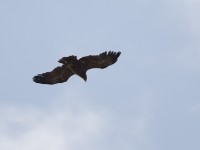 Steppe Eagle (Aquila nipalensis)