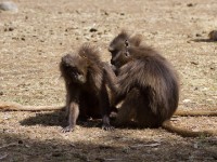 Gelada (Theropithecus gelada)