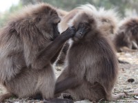 Gelada (Theropithecus gelada)