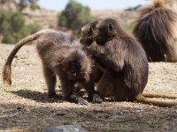 Gelada (Theropithecus gelada)