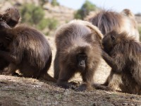 Gelada (Theropithecus gelada)