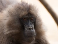 Gelada (Theropithecus gelada)