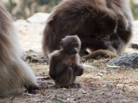 Gelada (Theropithecus gelada)