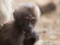 Gelada (Theropithecus gelada)